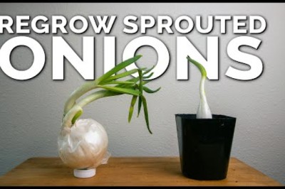Weird Way to Regrow Onions For Better Results!