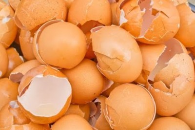 Why Use Eggshells In Your Garden?