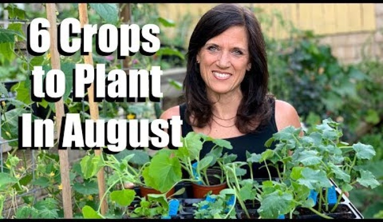 6 Crops to Plant in August for Late Summer Harvest