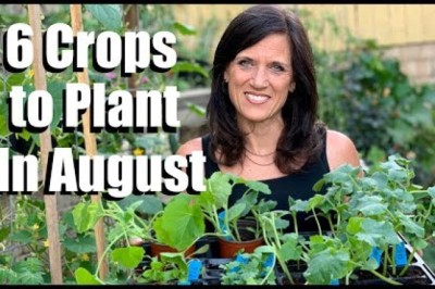 6 Crops to Plant in August for Late Summer Harvest