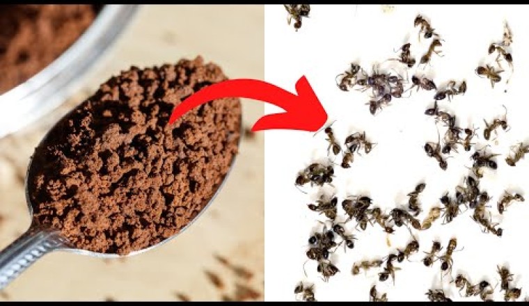 All You Need Is Instant Coffee To Keep Away Ants, Mosquitoes And Flies