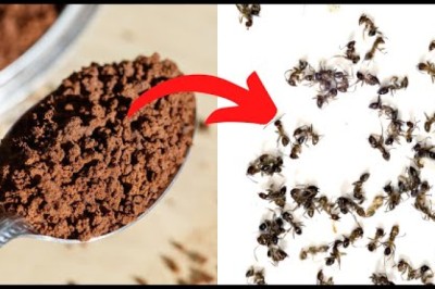 All You Need Is Instant Coffee To Keep Away Ants, Mosquitoes And Flies