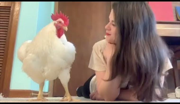 Chicken raised for meat is convinced he's a dog