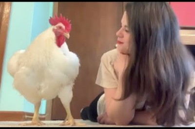 Chicken raised for meat is convinced he's a dog
