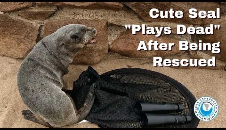 Cute Seal "Plays Dead" After Being Rescued