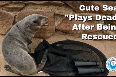 Cute Seal 