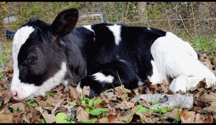 Nobody wanted this cow...