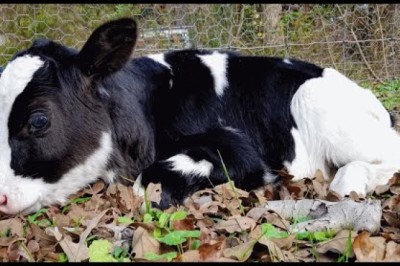 Nobody wanted this cow...