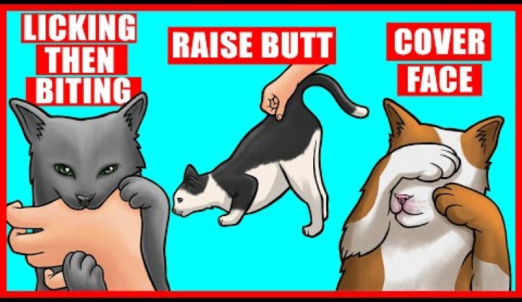 Real Meanings Behind 9 Strange Cat Behaviors Explained