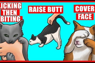 Real Meanings Behind 9 Strange Cat Behaviors Explained