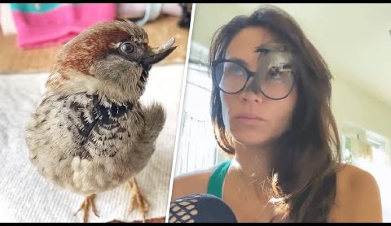 Sparrow With A Unique Personality