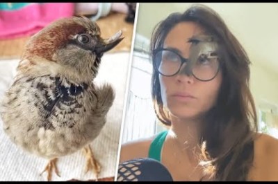 Sparrow With A Unique Personality