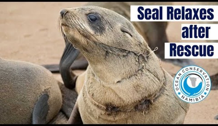 Baby Seal Relaxes After His Rescue at Cape Cross