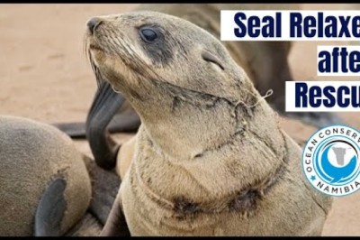 Baby Seal Relaxes After His Rescue at Cape Cross