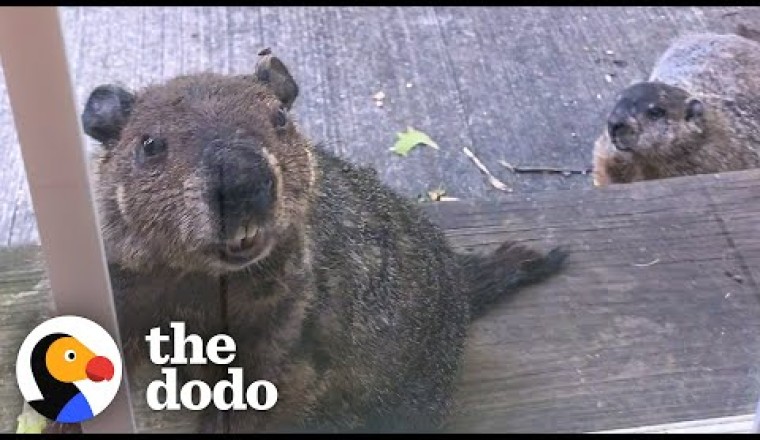Groundhog Brings His Son To Visit His Human Best Friend