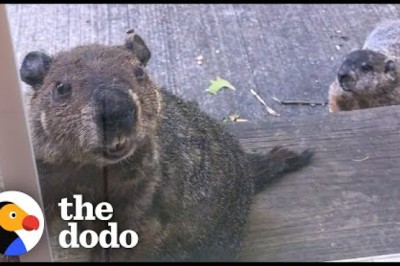 Groundhog Brings His Son To Visit His Human Best Friend
