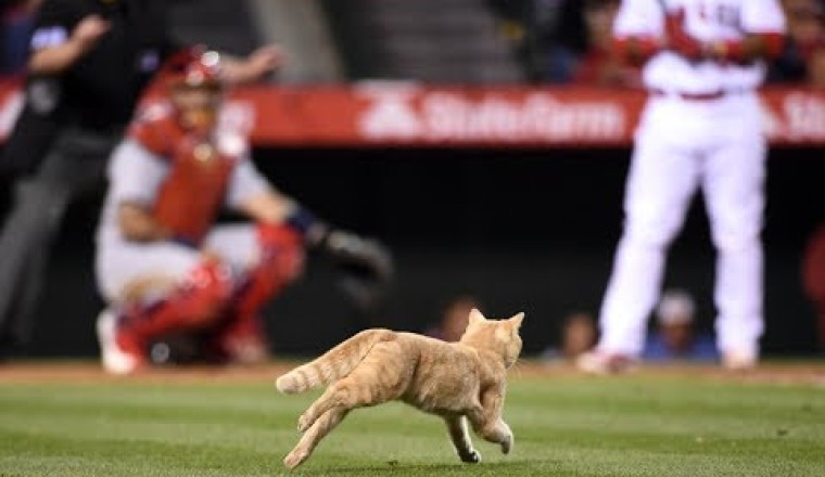 MLB: Animal Interference