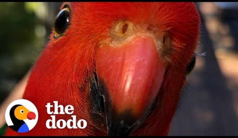 Red Parrot Brings Girlfriend Over To Meet The Woman He Visits Every Day