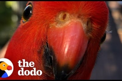 Red Parrot Brings Girlfriend Over To Meet The Woman He Visits Every Day