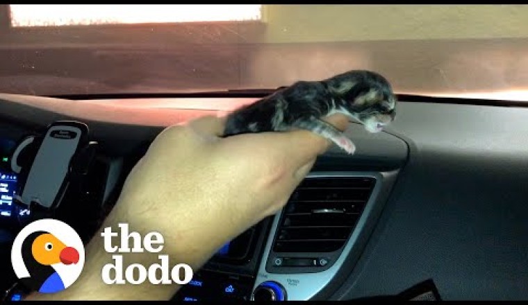 Tiny Shivering Kitten Gets Huge And Floofy | The Dodo Little But Fierce