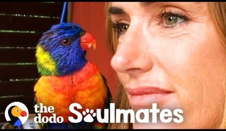 Wild Lorikeet Brings Girlfriend to Meet Human Mom