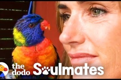 Wild Lorikeet Brings Girlfriend to Meet Human Mom