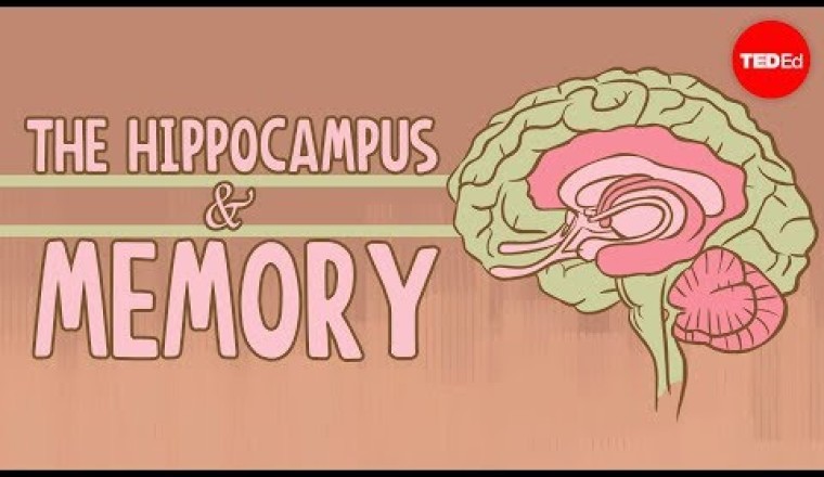 What happens when you remove the hippocampus?