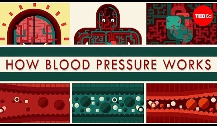 How Blood Pressure Works