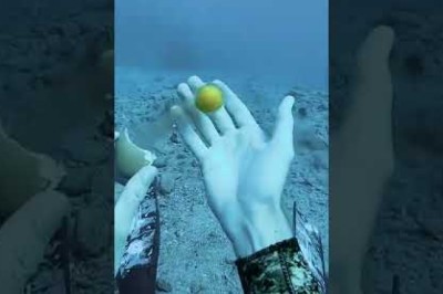 Diver Performs Eggsperiments