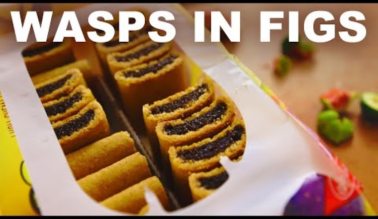 Figs have tiny dead wasps inside them (but they're ok to eat)