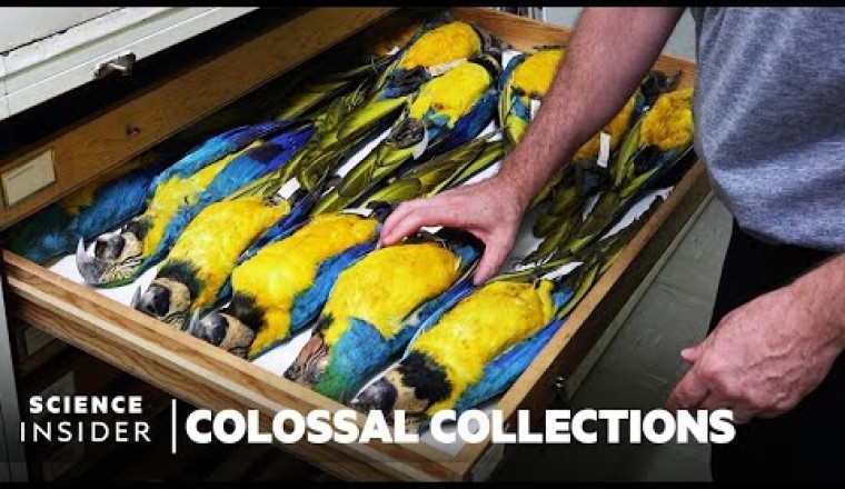 Why Over 600,000 Bird Specimens Are Preserved At The Smithsonian