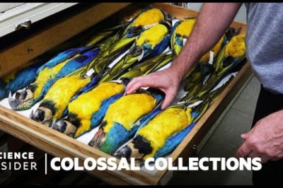 Why Over 600,000 Bird Specimens Are Preserved At The Smithsonian