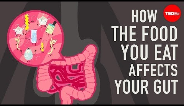 How the food you eat affects your gut