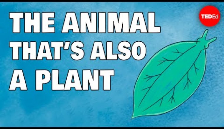 These animals are also plants … wait, what?