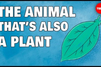 These animals are also plants … wait, what?