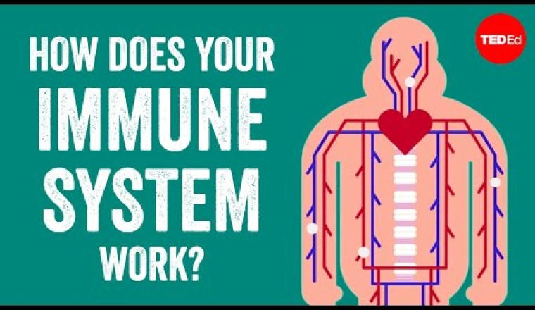 How does your immune system work?