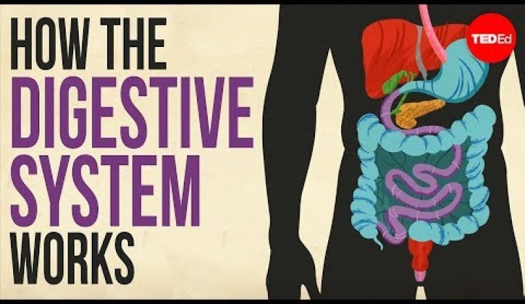 How your digestive system works