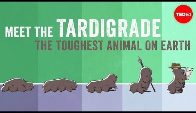 Meet the tardigrade, the toughest animal on Earth