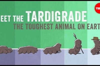 Meet the tardigrade, the toughest animal on Earth