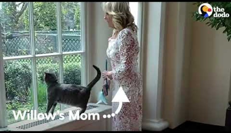 Meet The First Cat of The White House