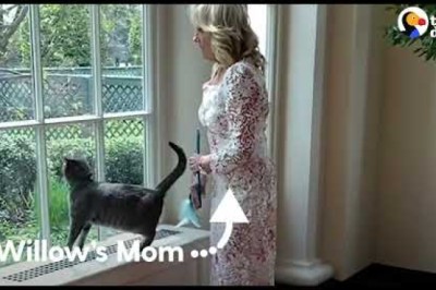 Meet The First Cat of The White House