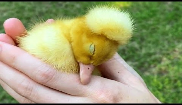 Unwanted Special needs Duck