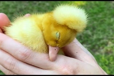 Unwanted Special needs Duck