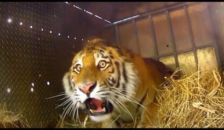 Animals Being FREED For The First Time!
