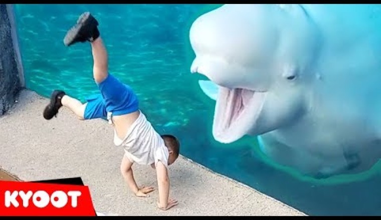 Beluga Whale is AMAZED by Tricks!