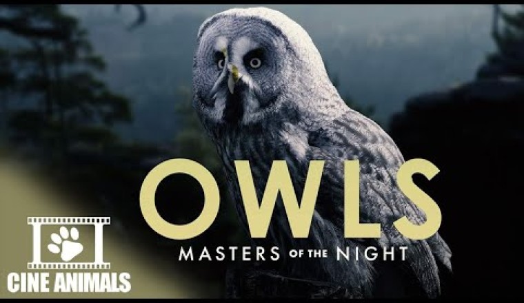 Owls - Masters of Nights