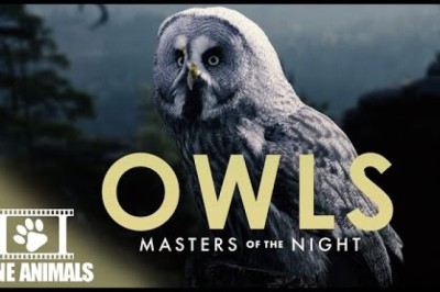 Owls - Masters of Nights