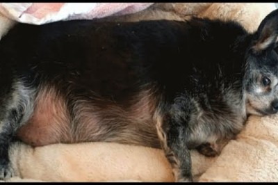 Senior chihuahua was sad and obese. So this woman adopted him.
