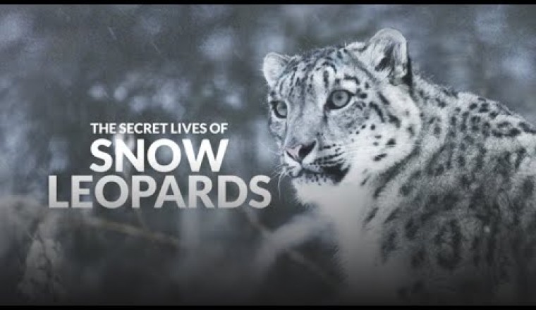 The Secret Lives of Snow Leopards