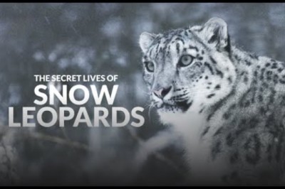 The Secret Lives of Snow Leopards
